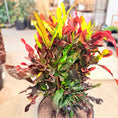 Indlæs billede i gallerivisning, Croton (Codiaeum variegatum) – 100 cm høj – Farverig plante i grå krukke