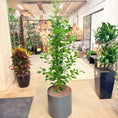 Indlæs billede i gallerivisning, Ficus microcarpa – 180 cm høj – Stor, elegant plante i grå krukke