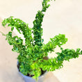 Indlæs billede i gallerivisning, Nephrolepis exaltata ‘Emina’ – 25 cm høj