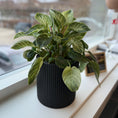 Indlæs billede i gallerivisning, Philodendron White Wave (Philodendron ‘Birkin’) i sort dekorationskrukke – 35 cm