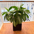 Indlæs billede i gallerivisning, Sølvplante (Aglaonema) i sort dekorationskrukke – 85 cm