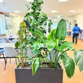 Indlæs billede i gallerivisning, Plantekasse med mix-beplantning (Ficus & Strelitzia) i sort dekorationskasse – 180 cm