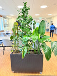Indlæs billede i gallerivisning, Plantekasse med mix-beplantning (Ficus & Strelitzia) i sort dekorationskasse – 180 cm