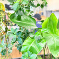Indlæs billede i gallerivisning, Plantekasse med mix-beplantning (Ficus & Strelitzia) i sort dekorationskasse – 180 cm