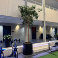 Indlæs billede i gallerivisning, Ficus maclellandii (Alii-figen) i sort dekorationskrukke – ca. 4 meter