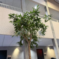 Indlæs billede i gallerivisning, Ficus maclellandii (Alii-figen) i sort dekorationskrukke – ca. 4 meter