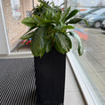 Indlæs billede i gallerivisning, Aglaonema ‘Cutlass’ i høj sort dekorationskasse – 140 cm