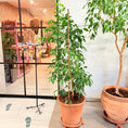 Indlæs billede i gallerivisning, Figenplante (Ficus Benjamina) 160 cm – Second Hand Stueplante i Terrakottakrukke