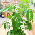 Indlæs billede i gallerivisning, Paraplyplante (Schefflera arboricola) 120 cm – Second Hand Stueplante i Sort Krukke
