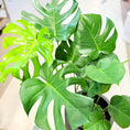 Indlæs billede i gallerivisning, Monstera deliciosa 90 cm – Second Hand Stueplante i Sort Krukke