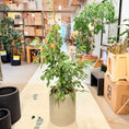 Indlæs billede i gallerivisning, Ficus Benjamina 'Variegata' 150 cm – Broget Second Hand Stueplante i Cementkrukke