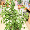 Indlæs billede i gallerivisning, Ficus Benjamina 'Variegata' 150 cm – Broget Second Hand Stueplante i Cementkrukke