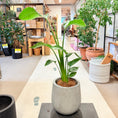 Indlæs billede i gallerivisning, Strelitzia (Paradisfugleblomst) 100 cm – Second Hand Stueplante i Cementkrukke