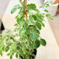 Indlæs billede i gallerivisning, Ficus Benjamina 'Variegata' 160 cm – Broget Second Hand Stueplante i Sort Krukke