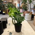 Indlæs billede i gallerivisning, Monstera deliciosa 100 cm – Second Hand Stueplante i Sort Krukke
