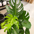 Indlæs billede i gallerivisning, Monstera deliciosa 100 cm – Second Hand Stueplante i Sort Krukke
