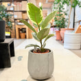 Indlæs billede i gallerivisning, Gummifigen (Ficus elastica 'Tineke') 70 cm – Broget Second Hand Stueplante i Cementkrukke