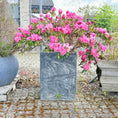 Indlæs billede i gallerivisning, Second Hand Rhododendron – Fyldt med Farve og Karakter i Mørk Krukke fra Århus