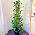 Indlæs billede i gallerivisning, Guldranke (Epipremnum Aureum) 180 cm Second Hand