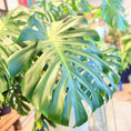 Indlæs billede i gallerivisning, Second Hand Monstera – Tropisk XL Plante med Skulpturelle Blade