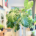 Indlæs billede i gallerivisning, Second Hand Monstera – Tropisk XL Plante med Skulpturelle Blade