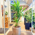 Indlæs billede i gallerivisning, Second Hand Yuccapalme – Robust Grøn Plante med Skulpturel Stamme