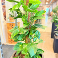 Indlæs billede i gallerivisning, Second Hand Guldranke – Klatrende Grøn Plante på Mosstok