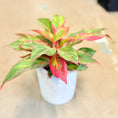 Indlæs billede i gallerivisning, Second Hand Aglaonema – Kinesisk Lykkeblad med Dekorative Blade