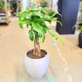 Indlæs billede i gallerivisning, Second Hand Lykkekastanje – Eksotisk Grøn Plante med Flettet Stamme