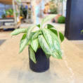 Indlæs billede i gallerivisning, Second Hand Aglaonema – Kinesisk Lykkeplante med Dekorative Blade