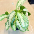 Indlæs billede i gallerivisning, Second Hand Aglaonema – Kinesisk Lykkeplante med Dekorative Blade