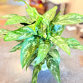 Indlæs billede i gallerivisning, Second Hand Aglaonema – Kinesisk Stedsegrøn i Flot Krukke