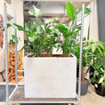 Indlæs billede i gallerivisning, Second Hand Plantekumme – Strelitzia med Grønne Bundplanter