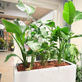 Indlæs billede i gallerivisning, Second Hand Plantekumme – Strelitzia med Grønne Bundplanter