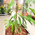 Indlæs billede i gallerivisning, Second Hand Ficus Alii – Langbladet Figen 170 cm i Cementkrukke