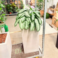 Indlæs billede i gallerivisning, Second Hand Aglaonema – Sølvgrøn Stueplante 120 cm i Høj Cementkrukke