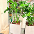 Indlæs billede i gallerivisning, Paradisfugl (Strelitzia nicolai) i cementkrukke – ca. 170 cm høj