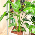Indlæs billede i gallerivisning, Paradisfugl (Strelitzia nicolai) i cementkrukke – ca. 170 cm høj