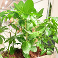 Indlæs billede i gallerivisning, Second Hand Ficus Audrey – Ficus Benghalensis 140 cm i Cementkumme