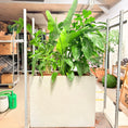 Indlæs billede i gallerivisning, Second Hand Plantekumme – Fiskehalepalme og Strelitzia 200 cm