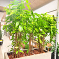 Indlæs billede i gallerivisning, Second Hand Dracaena Surculosa – Plettet Stueplante 180 cm i Cementkumme
