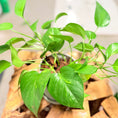 Indlæs billede i gallerivisning, Second Hand Guldranke – Epipremnum Aureum 30 cm i Grå Krukke