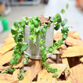 Indlæs billede i gallerivisning, Second Hand Læbestiftplante – Aeschynanthus Radicans Rasta 25 cm i Grå Krukke