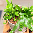 Indlæs billede i gallerivisning, Second Hand Rhipsalis – Misteltenkaktus 20 cm i Grå Krukke