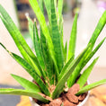 Indlæs billede i gallerivisning, Second Hand Buehamp – Sansevieria Fernwood 45 cm i Fiber-Cement Krukke