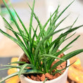 Indlæs billede i gallerivisning, Second Hand Buehamp – Sansevieria Fernwood 40 cm i Fiber-Cement Krukke