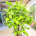 Indlæs billede i gallerivisning, Second Hand Kinesisk Bambus – Dracaena Surculosa 150 cm i Sort Plastkrukke