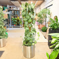 Indlæs billede i gallerivisning, Second Hand Sølvblad – Scindapsus Pictus 170 cm XL Klatreplante i Krukke