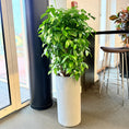 Indlæs billede i gallerivisning, Second Hand Smalbladet Ficus – Ficus Benjamina med Karakter