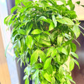 Indlæs billede i gallerivisning, Second Hand Smalbladet Ficus – Ficus Benjamina med Karakter